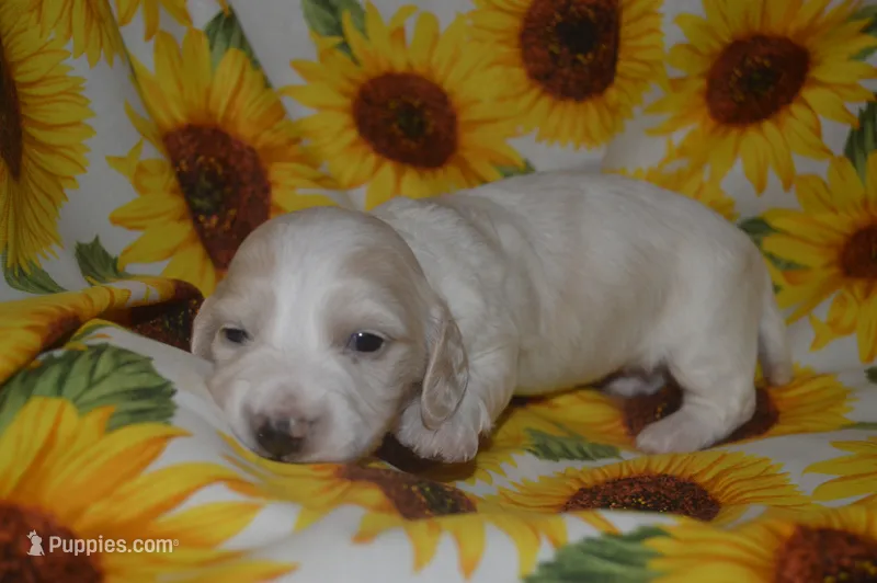 Cream/Pie Male AKC/PRA Clear   – Miniature Dachshund puppy for sale in Sylvia, KS