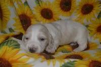 Cream/Pie Male AKC/PRA Clear  , a male Miniature Dachshund for sale in Sylvia, KS – 1 of 6