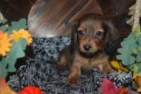 Shaded Red AKC/PRA Clear , a male Miniature Dachshund for sale in Sylvia, KS – 5 of 5