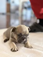 Frenchi, a male French Bulldog for sale in Orlando, FL – Photo 4 of 4