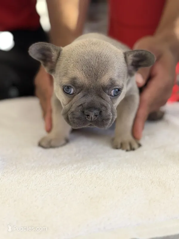 Frenchi – French Bulldog puppy for sale in Orlando, FL