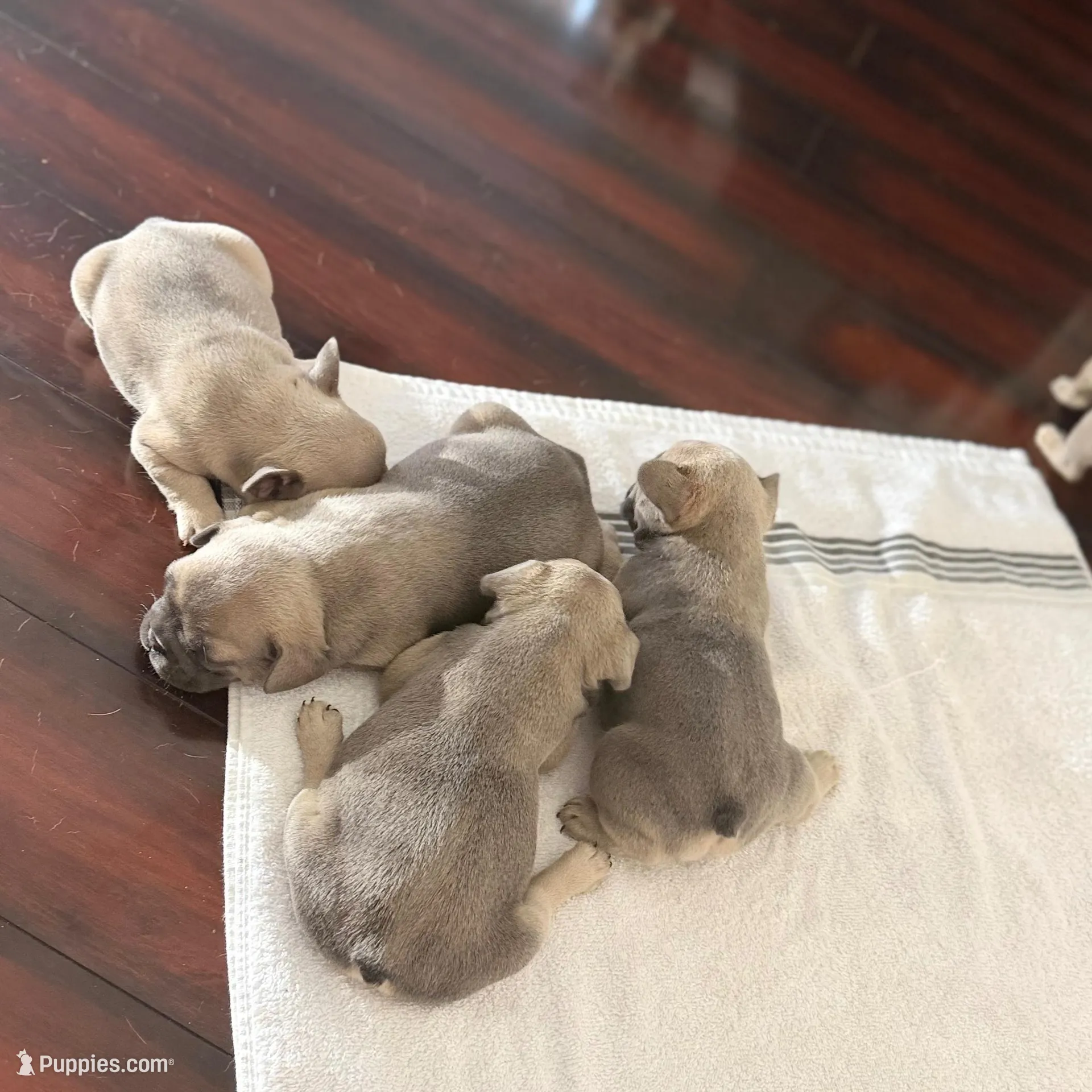 French bulldogs, a male French Bulldog for sale in Orlando, FL – Photo 2 of 9