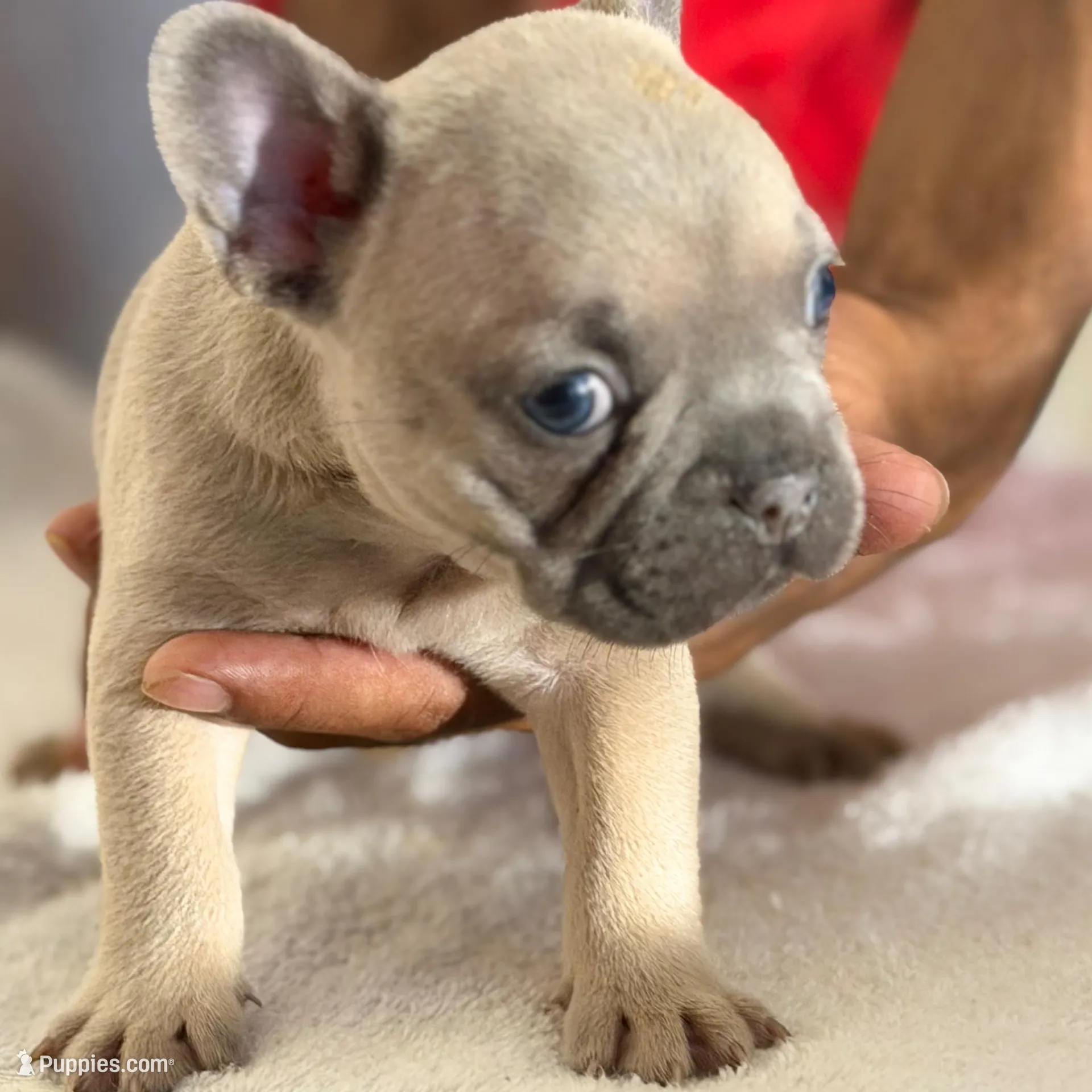 French bulldogs, a male French Bulldog for sale in Orlando, FL – Photo 9 of 9