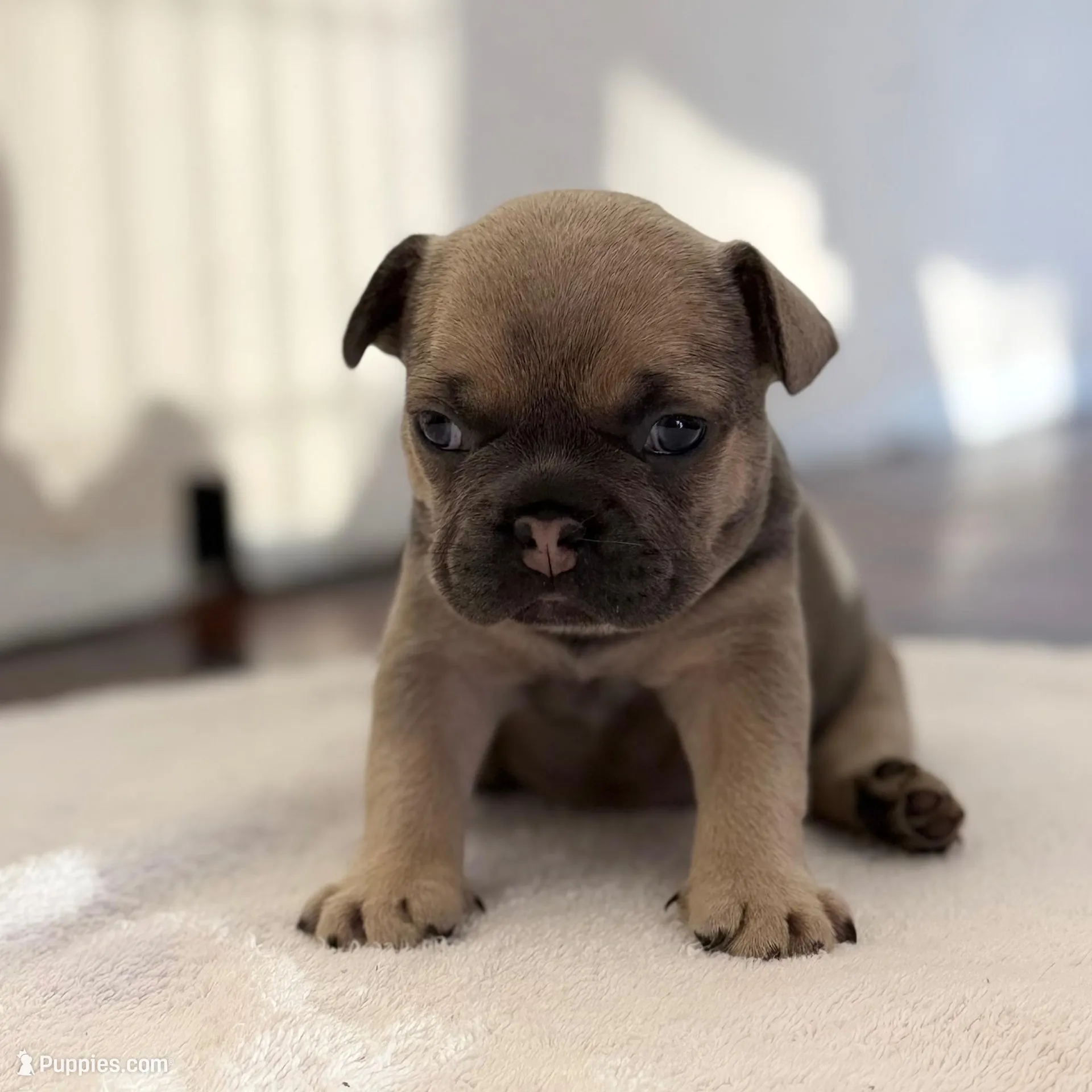 French bulldogs, a male French Bulldog for sale in Orlando, FL – Photo 3 of 9