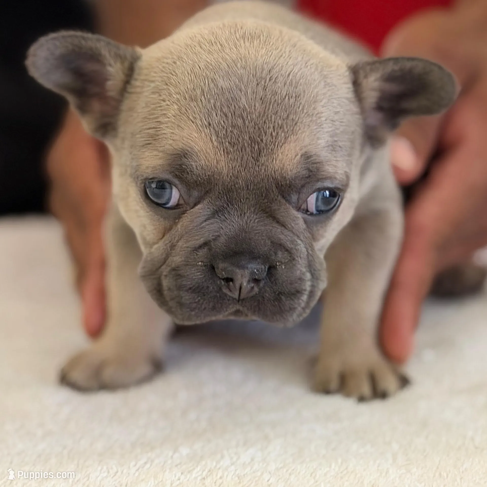 French bulldogs, a male French Bulldog for sale in Orlando, FL – Photo 5 of 9