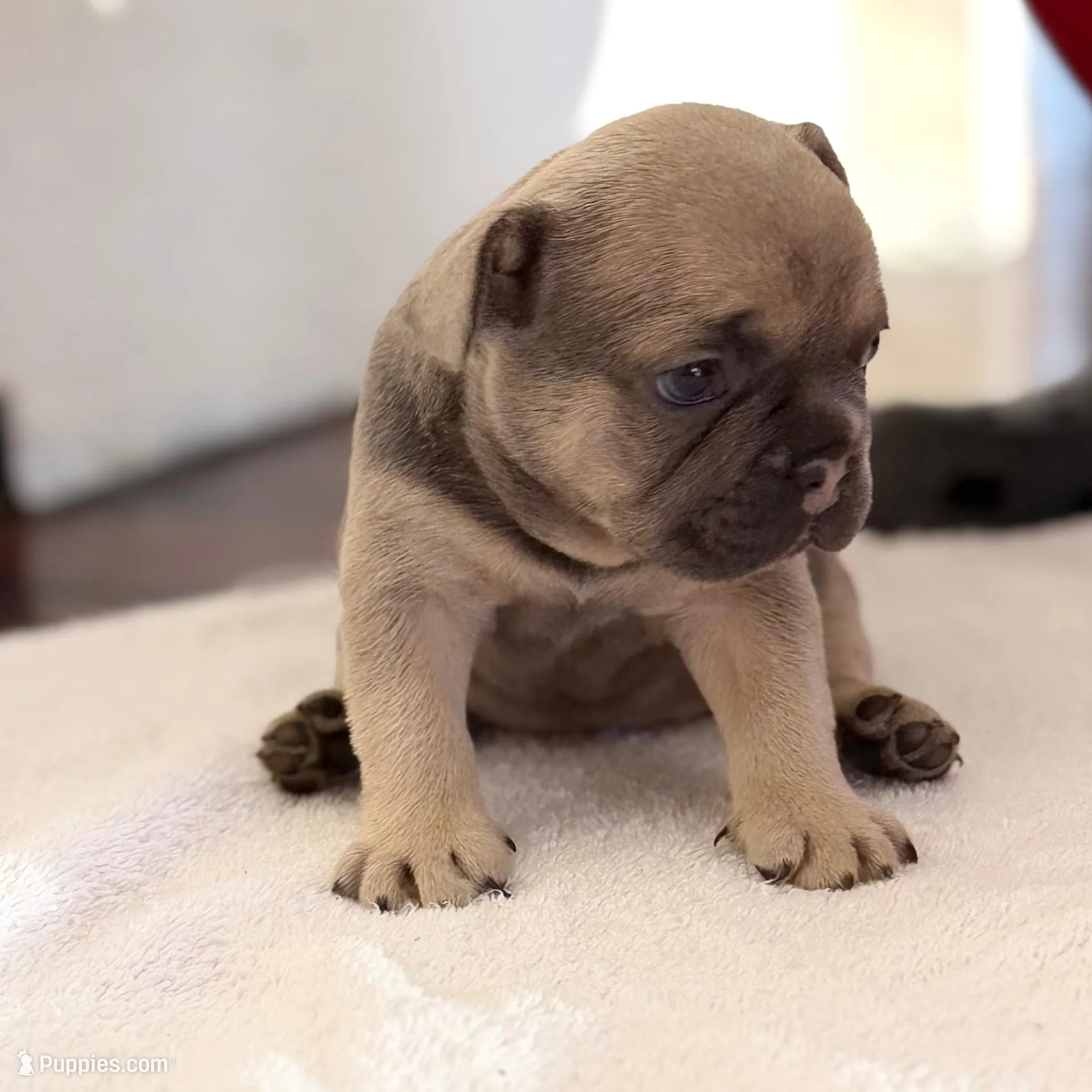 French bulldogs, a male French Bulldog for sale in Orlando, FL – Photo 4 of 9