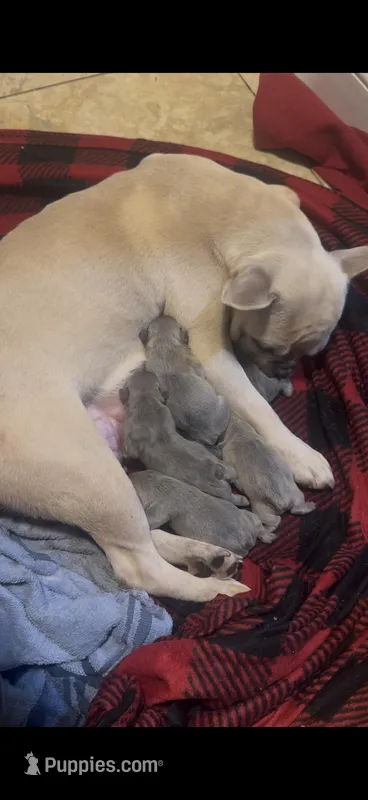 French bulldogs – French Bulldog puppy for sale in Orlando, FL