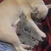 French bulldogs, a male French Bulldog for sale in Orlando, FL – Photo 1 of 9