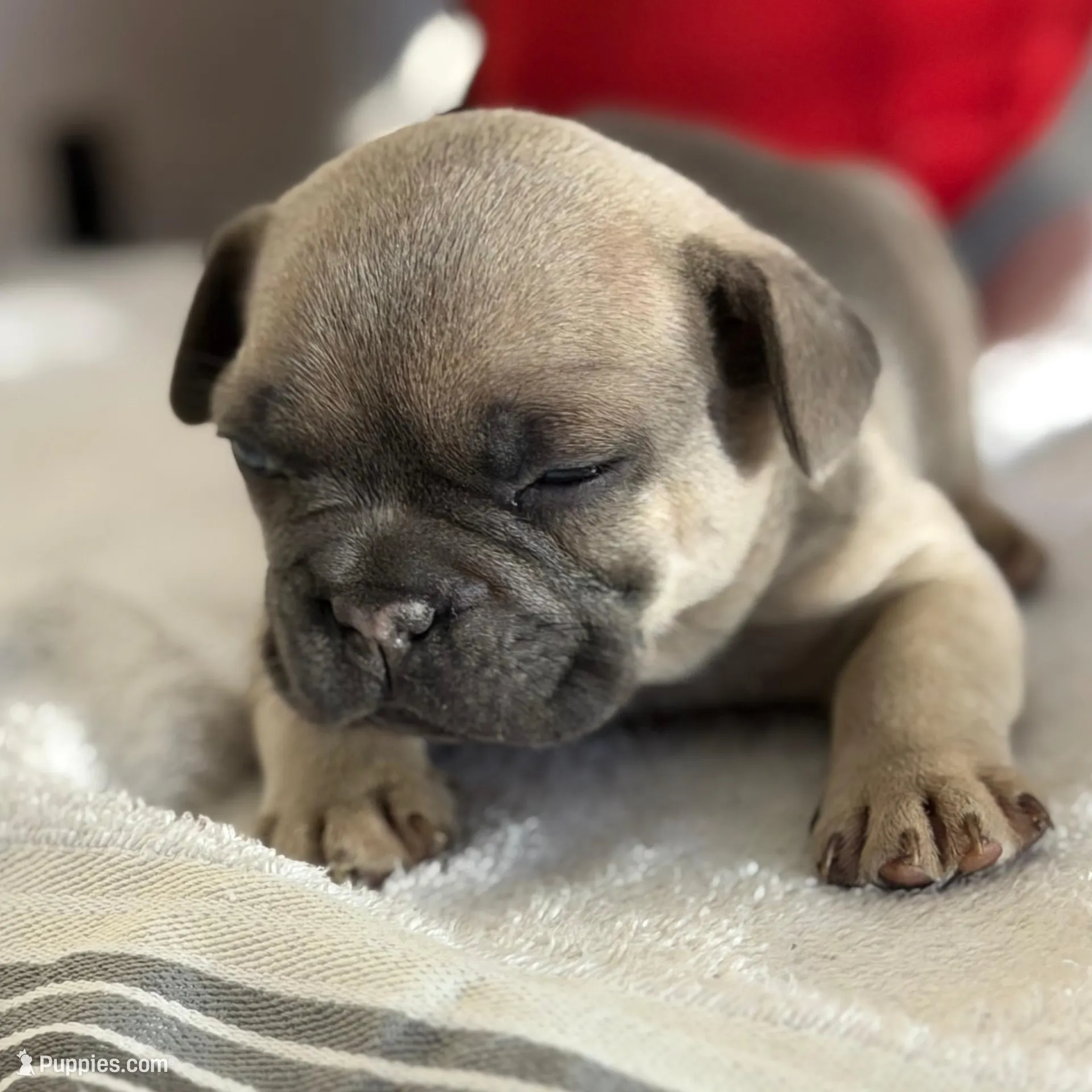 French bulldogs, a male French Bulldog for sale in Orlando, FL – Photo 6 of 9