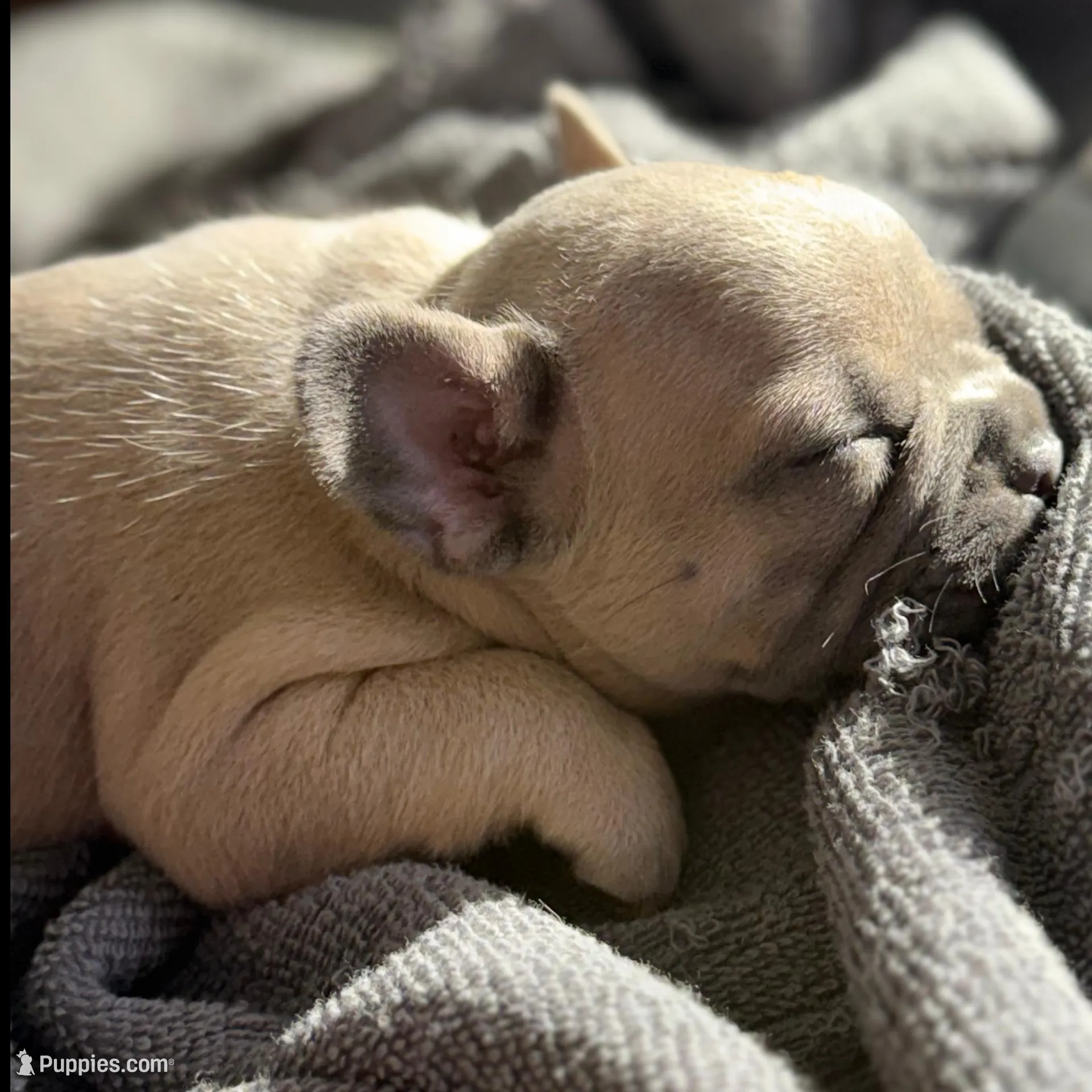 French bulldogs, a male French Bulldog for sale in Orlando, FL – Photo 8 of 9