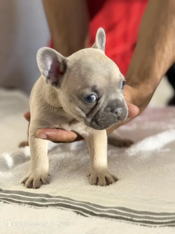 Frenchi , a female French Bulldog for sale in Orlando, FL – Photo 1 of 4