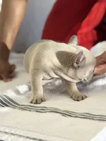 Frenchi , a female French Bulldog for sale in Orlando, FL – Photo 2 of 4