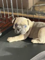 Frenchi , a female French Bulldog for sale in Orlando, FL – Photo 4 of 4