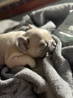 Frenchi , a female French Bulldog for sale in Orlando, FL – Photo 3 of 4