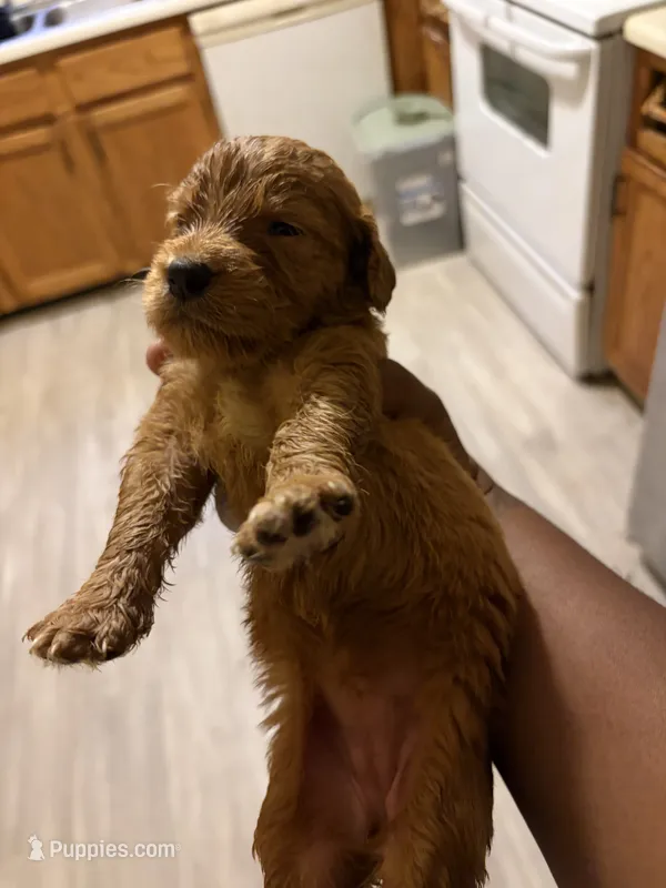 Cyrus – Goldendoodle puppy for sale in Jonesboro, GA