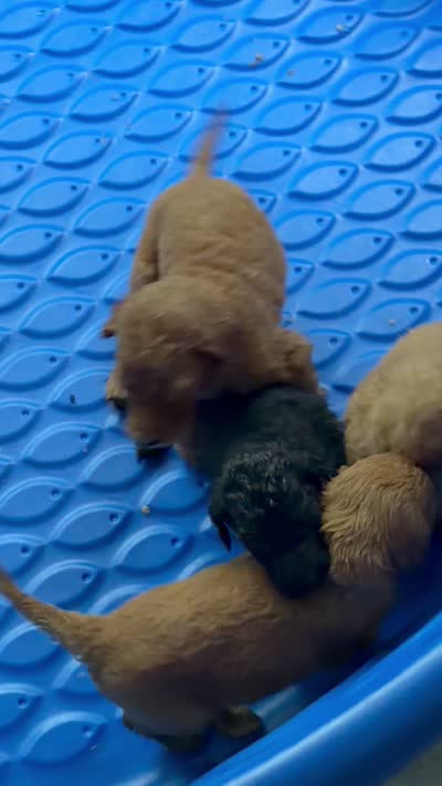 Cyrus, a male Goldendoodle for sale in Jonesboro, GA – 2 of 2