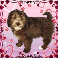 Michaelangelo, a male Miniature Bernedoodle for sale in Colorado Springs, CO – Photo 1 of 6