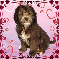 Michaelangelo, a male Miniature Bernedoodle for sale in Colorado Springs, CO – Photo 6 of 6