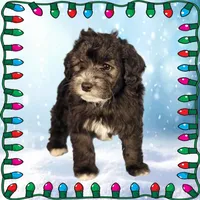 Michaelangelo, a male Miniature Bernedoodle for sale in Colorado Springs, CO – Photo 3 of 6