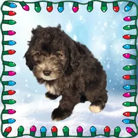 Michaelangelo, a male Miniature Bernedoodle for sale in Colorado Springs, CO – Photo 4 of 6