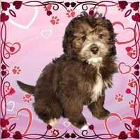 Michaelangelo, a male Miniature Bernedoodle for sale in Colorado Springs, CO – Photo 5 of 6