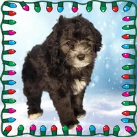 Michaelangelo, a male Miniature Bernedoodle for sale in Colorado Springs, CO – Photo 2 of 6