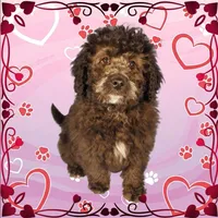 Raphael, a male Miniature Bernedoodle for sale in Colorado Springs, CO – Photo 6 of 9