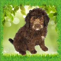 Raphael, a male Miniature Bernedoodle for sale in Colorado Springs, CO – Photo 9 of 9