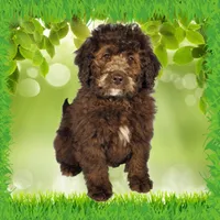 Raphael, a male Miniature Bernedoodle for sale in Colorado Springs, CO – Photo 1 of 9