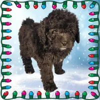 Raphael, a male Miniature Bernedoodle for sale in Colorado Springs, CO – Photo 5 of 9