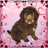 Raphael, a male Miniature Bernedoodle for sale in Colorado Springs, CO – Photo 7 of 9