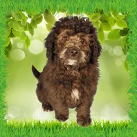 Raphael, a male Miniature Bernedoodle for sale in Colorado Springs, CO – Photo 8 of 9