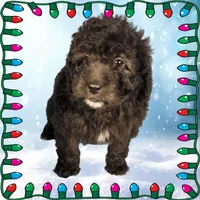 Raphael, a male Miniature Bernedoodle for sale in Colorado Springs, CO – Photo 4 of 9