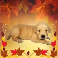 Snickers, a male Golden Retriever for sale in Colorado Springs, CO – Photo 9 of 10