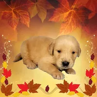 Snickers, a male Golden Retriever for sale in Colorado Springs, CO – Photo 10 of 10