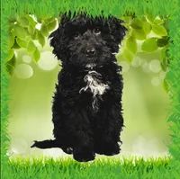 Karai, a female Miniature Bernedoodle for sale in Colorado Springs, CO – Photo 5 of 6