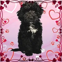 Karai, a female Miniature Bernedoodle for sale in Colorado Springs, CO – Photo 4 of 6