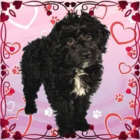 Karai, a female Miniature Bernedoodle for sale in Colorado Springs, CO – Photo 2 of 6