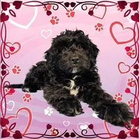 Karai, a female Miniature Bernedoodle for sale in Colorado Springs, CO – Photo 3 of 6