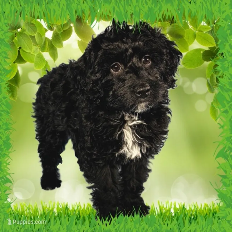 Karai – Miniature Bernedoodle puppy for sale in Colorado Springs, CO