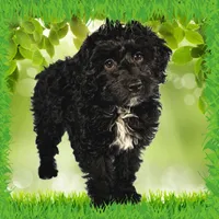 Karai, a female Miniature Bernedoodle for sale in Colorado Springs, CO – Photo 1 of 6