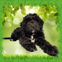 Karai, a female Miniature Bernedoodle for sale in Colorado Springs, CO – Photo 6 of 6