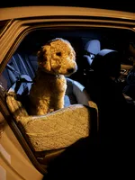 Duke, a male Goldendoodle for sale in Greensboro, NC – 4 of 8