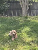 Duke, a male Goldendoodle for sale in Greensboro, NC – 7 of 8