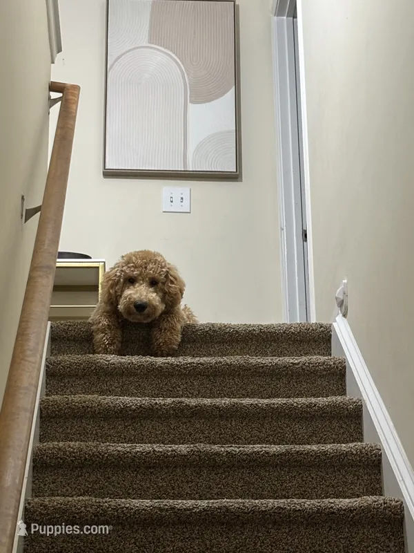 Duke – Goldendoodle puppy for sale in Greensboro, NC