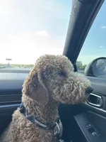 Duke, a male Goldendoodle for sale in Greensboro, NC – 2 of 8