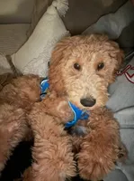 Duke, a male Goldendoodle for sale in Greensboro, NC – 5 of 8