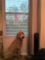 Duke, a male Goldendoodle for sale in Greensboro, NC – 3 of 8