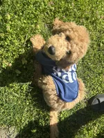 Duke, a male Goldendoodle for sale in Greensboro, NC – 8 of 8