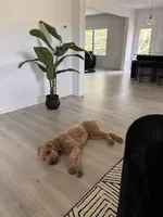 Duke, a male Goldendoodle for sale in Greensboro, NC – 6 of 8